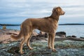 A Weimaraner dog looking out over a lake Royalty Free Stock Photo