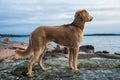 A Weimaraner dog looking out over a lake