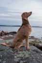 A Weimaraner dog looking out over a lake