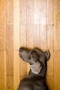 Weimaraner dog