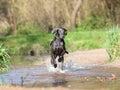 Weimaraner dog play and run in water Royalty Free Stock Photo