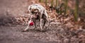 Weimaraner