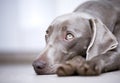 Weimaraner dog portrait Royalty Free Stock Photo