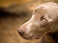 Weimaraner dog portrait Royalty Free Stock Photo