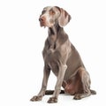 Weimaraner dog portrait close-up isolated on white. Brave pet, loyal friend, good companion, Royalty Free Stock Photo