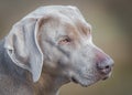 Weimaraner dog portrait Royalty Free Stock Photo