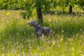 Weimaraner dog portrait in the fields Royalty Free Stock Photo