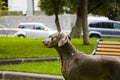 Weimaraner dog portrait in the park Royalty Free Stock Photo