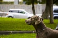 Weimaraner dog portrait in the park Royalty Free Stock Photo