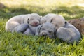 Weimaraner