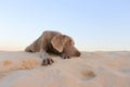 Weimaraner dog Royalty Free Stock Photo