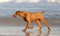 Weimaraner dog Royalty Free Stock Photo