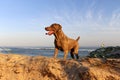 Weimaraner dog Royalty Free Stock Photo