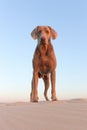 Weimaraner dog Royalty Free Stock Photo