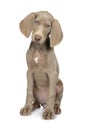 Weimaraner dog on a pure white background Royalty Free Stock Photo