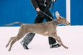 Weimaraner Dog Running Near Man In Snow At Winter Day. Large Dog Breds For Hunting. Royalty Free Stock Photo