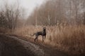 Weimaraner dog standing by the muddy road outdoors Royalty Free Stock Photo