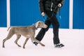 Weimaraner Dog Walking Near Human In Snow At Winter Day. Large Dog Breds For Hunting Royalty Free Stock Photo