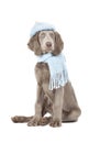 Weimaraner dog wearing a hat and scarf Royalty Free Stock Photo