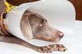 Weimaraner dog wearing a plastic elizabethan buster collar at home