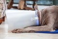 Weimaraner dog wearing a plastic elizabethan buster collar at home