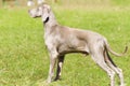 Weimaraner dog Royalty Free Stock Photo