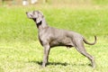 Weimaraner dog Royalty Free Stock Photo