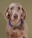 Weimaraner