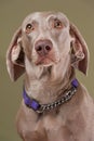 Weimaraner