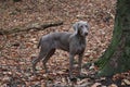 Weimaraner grey coat gum dog.young female