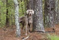 Weimaraner gun dog, pet adoption photo, Monroe Georgia USA