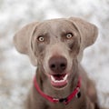 Weimaraner Royalty Free Stock Photo