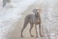 Weimaraner hunting dog in the winter fog early in the morning