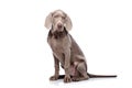 Weimaraner isolated on white Royalty Free Stock Photo