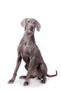 Weimaraner isolated on white Royalty Free Stock Photo