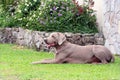 Weimaraner Male Royalty Free Stock Photo