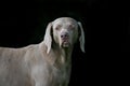 Weimaraner Male Royalty Free Stock Photo