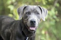 Weimaraner mix breed dog panting