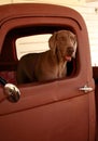 Weimaraner in Old Truck