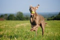 Weimaraner pointer running and jumping after catching the ball