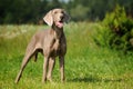 Weimaraner pointer standing the filed Royalty Free Stock Photo