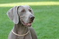 Weimaraner portrait