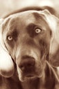 Weimaraner portrait