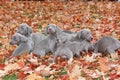 Weimaraner Puppies Royalty Free Stock Photo