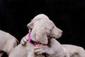 Weimaraner puppies hugging each other on black background Royalty Free Stock Photo