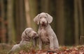 Weimaraner Puppy Royalty Free Stock Photo