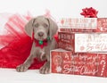 Weimaraner puppy with christmas gifts Royalty Free Stock Photo