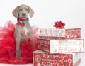 Weimaraner puppy with christmas gifts Royalty Free Stock Photo