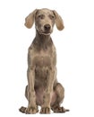 Weimaraner puppy, 2,5 months old, sitting and facing