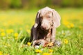 Weimaraner puppy with a pheasant plushie Royalty Free Stock Photo